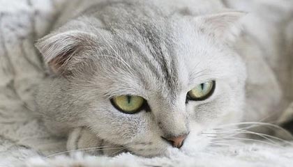 临沧最新的高价找中介取公积金违法吗方法分享(临沧中介取公积金怎么收费教程)